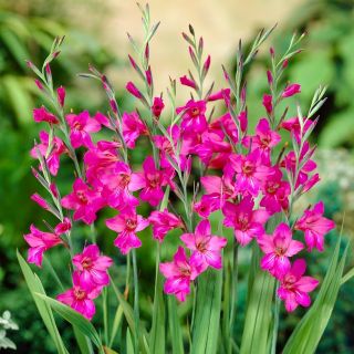 Mieczyk bizantyjski - Gladiolus Byzantinus - 10 szt.
