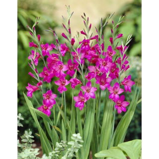 Mieczyk bizantyjski - Gladiolus Byzantinus - 10 szt.