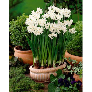 Narcyz Bożonarodzeniowy - Paperwhites Ziva - 5 szt.