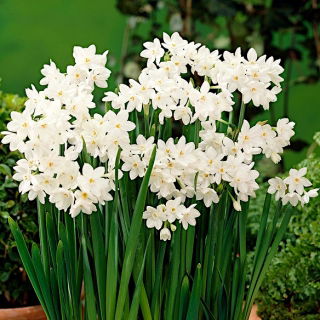 Narcyz Bożonarodzeniowy - Paperwhites Ziva - 5 szt.