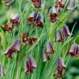Szachownica Elwesa - Fritillaria elwesii - 5 szt.