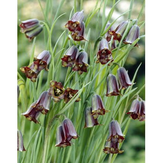 Szachownica Elwesa - Fritillaria elwesii - 5 szt.