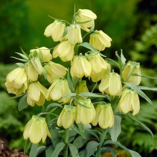 Szachownica bladokwiatowa - Fritillaria pallidiflora