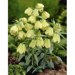 Szachownica bladokwiatowa - Fritillaria pallidiflora