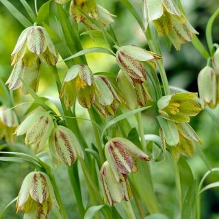 Szachownica hermońska - Fritillaria hermonis ssp. amana - 5 szt.