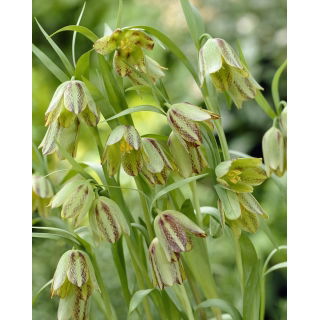 Szachownica hermońska - Fritillaria hermonis ssp. amana - 5 szt.