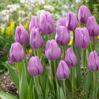 Tulipan Alibi - opak. 5 szt.
