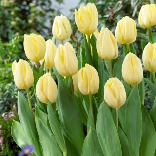 Tulipan Creme Flag - 5 szt.