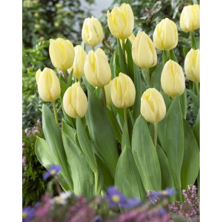 Tulipan Creme Flag - 5 szt.