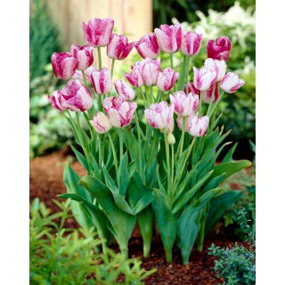 Tulipan Modern Style - 5 szt.