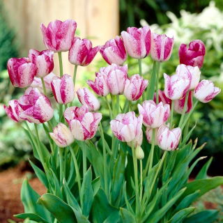 Tulipan Modern Style - 5 szt.