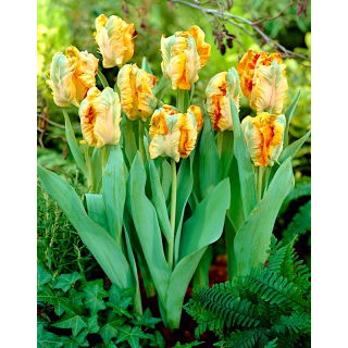 Tulipan Parrot King - opak. 5 szt.
