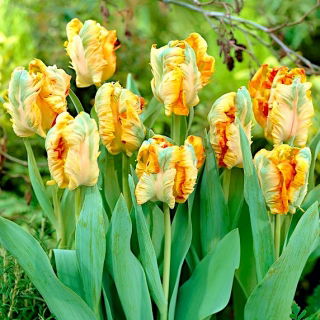 Tulipan Parrot King - opak. 5 szt.