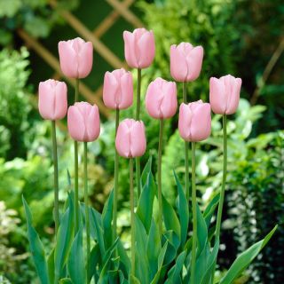 Tulipan Pink Diamond - opak. 5 szt.