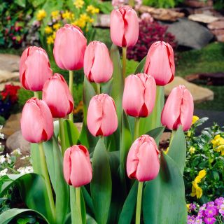 Tulipan Pink Impression - 5 szt.