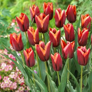 Tulipan Slawa - opak. 5 szt.