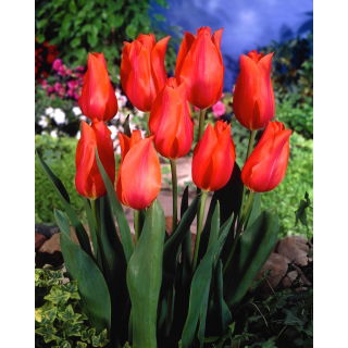 Tulipan Temple of Beauty - opak. 5 szt.