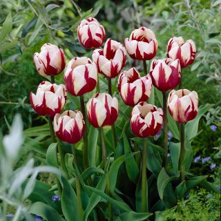 Tulipan Zurel - opak. 5 szt.