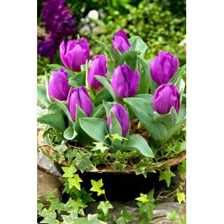Tulipan Baby Blue - opak. 5 szt.