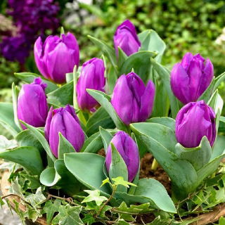 Tulipan Baby Blue - opak. 5 szt.