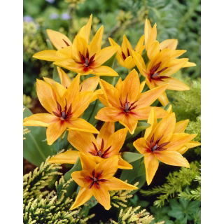 Tulipan Praestans Shogun - opak. 5 szt.