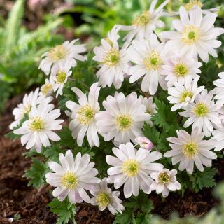 Zawilec grecki - White Splendour - 8 szt.