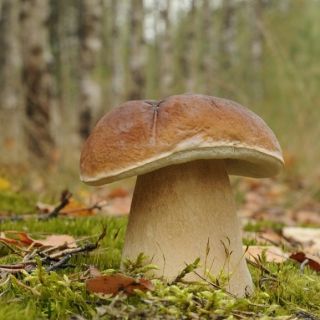 Borowik szlachetny, Prawdziwek, Borowik zwyczajny – żywa grzybnia – większe opakowanie