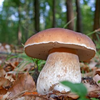 Borowik usiatkowany – żywa grzybnia – większe opakowanie