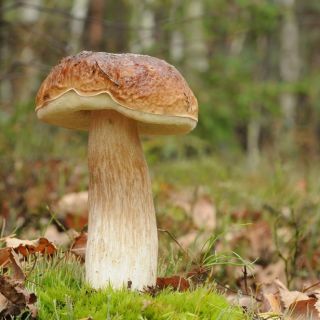 Borowik brzozowy - grzybnia