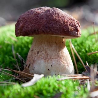 Borowik sosnowy - grzybnia