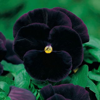 Bratek wielkokwiatowy - czarny Black King