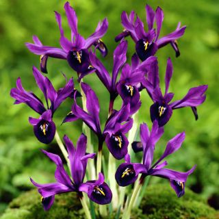 Irys George - 10 szt.