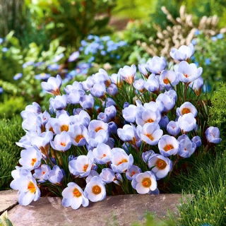 Krokus Blue Pearl - duża paczka! - 200 szt.