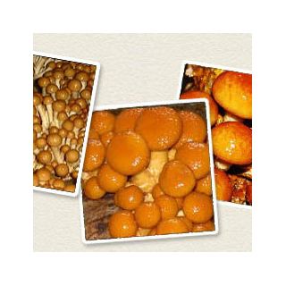 Łuskwiak nameko gotowy zestaw do uprawy w domu - 1 kg