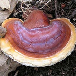 Lakownica lśniąca, lakownica żółtawa - Reishi