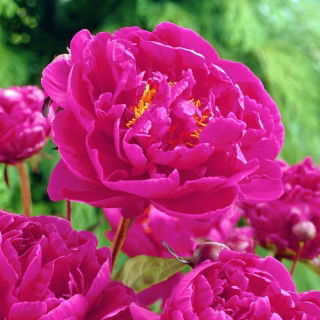 Piwonia, Paeonia - Karl Rosenfield - sadzonka