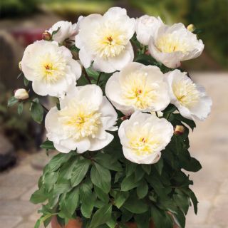 Piwonia, Paeonia - Patio Madrid - niska, doniczkowa - sadzonka