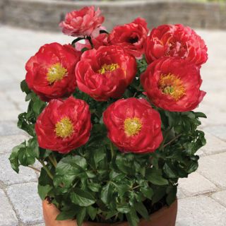 Piwonia, Paeonia - Patio Moscow - niska, doniczkowa - sadzonka
