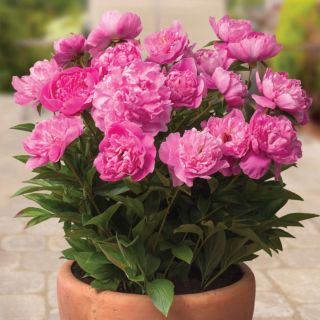 Piwonia, Paeonia - Patio Rome - niska, doniczkowa - sadzonka