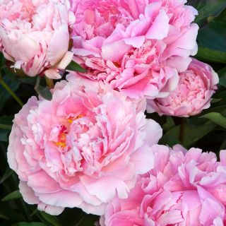Piwonia, Paeonia - Sarah Bernhardt - sadzonka