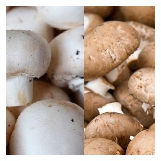 Pieczarka biała i brązowa do uprawy w domu i ogrodzie - 2 w 1 - 10 kg