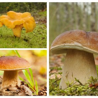 Zestaw grzybów pod dęby i buki - 3 gatunki - grzybnia