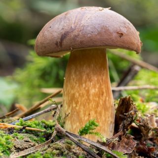 Podgrzybek brunatny – żywa grzybnia – większe opakowanie