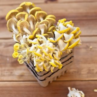 Boczniak cytrynowy do uprawy w domu i ogrodzie - 1 kg