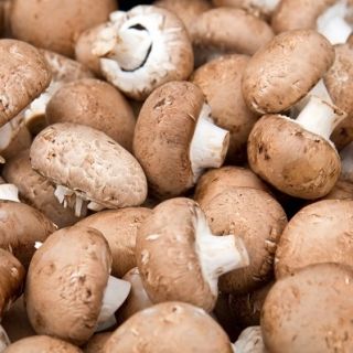 Pieczarka brązowa do uprawy w domu i ogrodzie - 3 l
