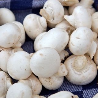 Pieczarka biała do uprawy w domu i ogrodzie - 10 kg
