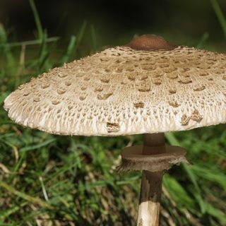 Kania do uprawy w ogrodzie - 3 kg