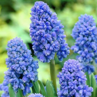 Szafirek Muscari Blue Spike - duża paczka - 100 szt.