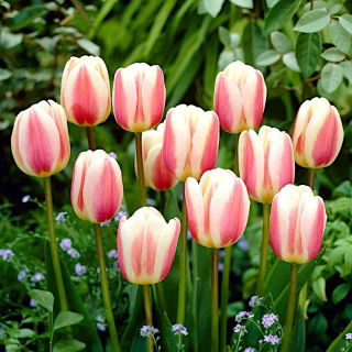 Tulipan Beau Monde - opak. 5 szt.