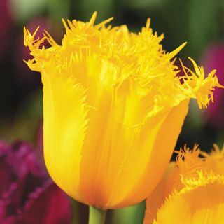 Tulipan Hamilton  opak. 5 szt.